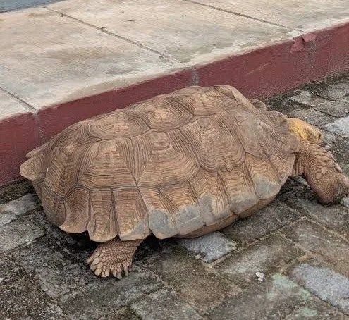 420-YEAR-OLD TORTOISE ‘BABA’ DIES AT ALAafin’S PALACE IN OYO
